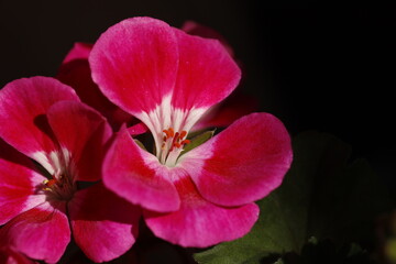 Scented-Leaved Geranium, flower