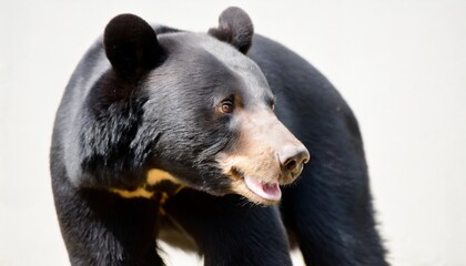 american black bear on white background