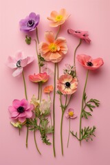 anemones flat lay on pink background 