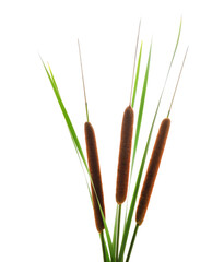 Reeds with bulrush. © voren1