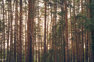 Fototapeta premium View of the summer coniferous forest with copy space. Tall brown pine trunks. 