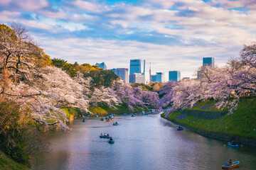 Sakura cherry blossom flower tree in full bloom at sunset in Chidorigafuchi park Tokyo Japan