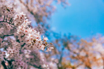 Spring background of pink japan sakura cherry flower blossom on tree