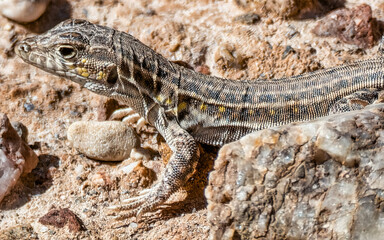 El Lagarto en su Hábitat Natural