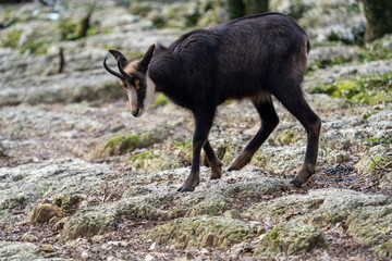 Chamois in the swiss mountains