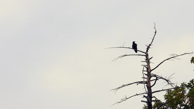 a black bird crow sitting in a tree in the forest