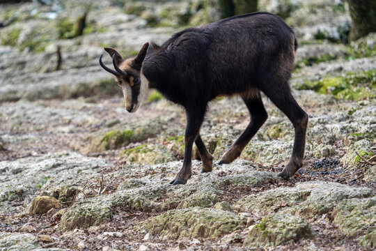 Chamois in the swiss mountains © Niklas