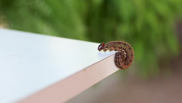 Palm caterpillar moving on white table
