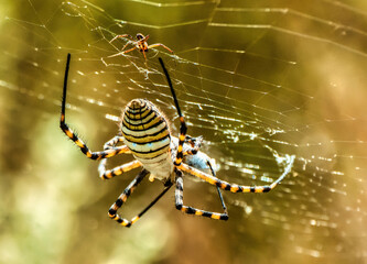 Araña Jardin