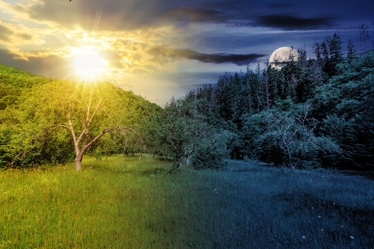 forest glade in the cool shade of trees in summer with sun and moon at twilight. day and night time change concept. mysterious countryside scenery in morning light