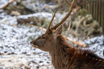 Deers in switzerland