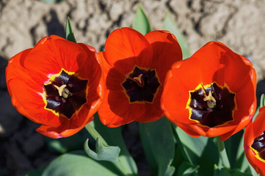 red tulip flowers blooming in the garden. closeup view from above. nature background in spring