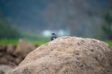 Bird sitting on a rock
