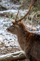 Deers in switzerland