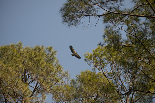 Bird flying on sky