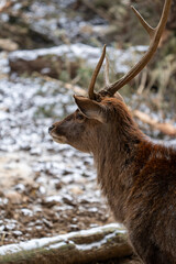 Deers in switzerland