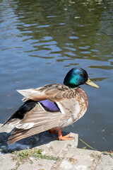 photo featuring a duck, in its natural habitat. The image captures the beauty of the bird's feathers as it peacefully resides by the lakeside, showcasing the charm of wildlife