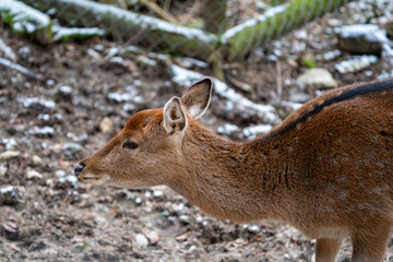 Deers in switzerland
