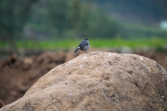 bird on a rock