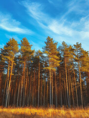 Fototapeta premium Pine forest under blue sky in autumn.