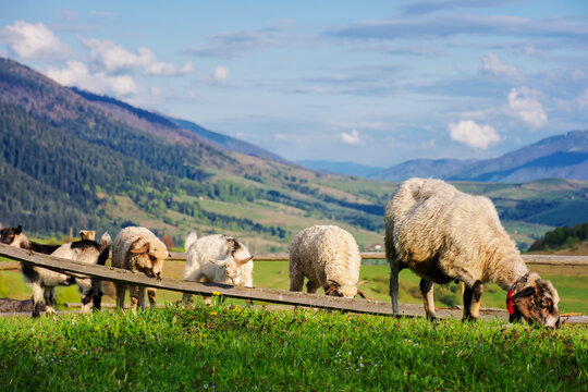 sheep and goat on grassy pasture. wooden fence on hill. alpine rural area of ukrainian carpathians in spring. rolling countryside landscape with distant ridge beneath sky with clouds in evening light