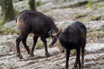 Chamois in the swiss mountains