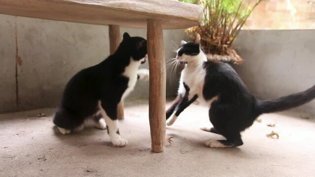 black and white cats fighting