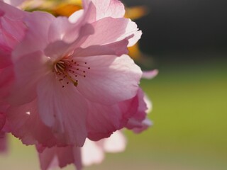 日本の春　桜　八重桜