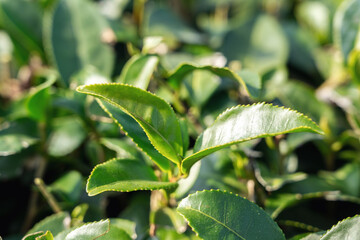 Beautiful green tea crop garden rows scene, design concept for the fresh tea product.