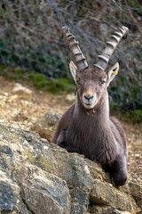 Ibex close up