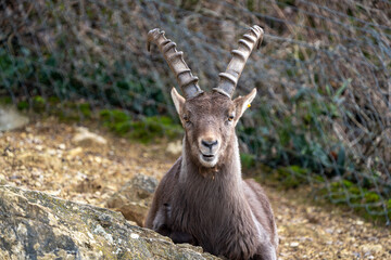 Ibex close up