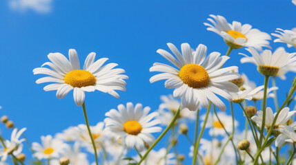 Close-up of bright white daisy flowers with a vibrant blue sky background on a sunny day.