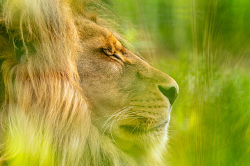 głowa lwa z profilu w zbliżeniu - obrazy, fototapety, plakaty