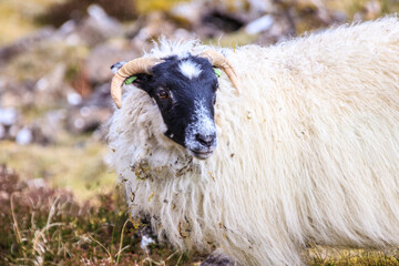 A Gentle Sheep Amidst the Scottish Highlands

