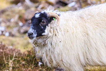 A Gentle Sheep Amidst the Scottish Highlands

