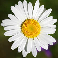 Ox-eye daisy, Leucanthemum vulgare, also known as oxeye daisy, dog daisy, wild plant from Finland