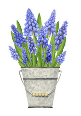 Bouquet of watercolor muscari in a metal bucket. Hand drawn spring illustration isolated on white background.