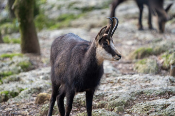 Chamois in the swiss mountains