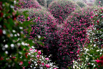 blooming camellia trees in the garden