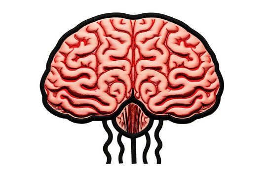 Brain, brain human anatomy, Isolated brain anatomy structure, head organ, lobes, nervous system, neurology object, isolated on a Transparent background. Generative AI