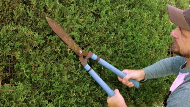 Close-up of a male expert gardener pruning a small bush with loppers. Home Lawn and Garden Keeping 
