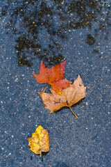 Wet autumn leaves on the floor in a puddle
