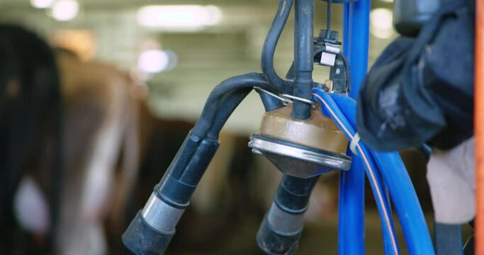 Milking machine cow milk collector swinging in wind with cattle in out of focus background
