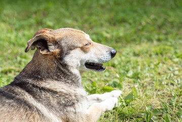 Dog lying on green lawn under warm sunlight, outdoor dog walking in park. Funny adult dog on green grass close up portrait
