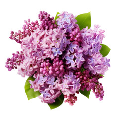 Lilac: Like the first love of young people. Look from above.