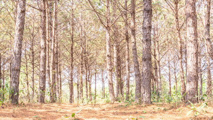 Obraz premium Photos of mountain pine trees in the dry season in Thailand.