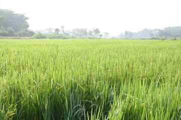 Rice or paddy plant.  Close-up of the rice ears. Paddy or Rice field in India.  Grain paddy field concept. close up of  green rice plant.