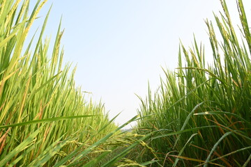 Fototapeta premium Rice or paddy plant. Close-up of the rice ears. Paddy or Rice field in India. Grain paddy field concept. close up of green rice plant.