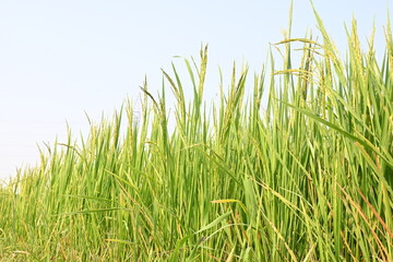 Rice or paddy plant.  Close-up of the rice ears. Paddy or Rice field in India.  Grain paddy field concept. close up of  green rice plant.