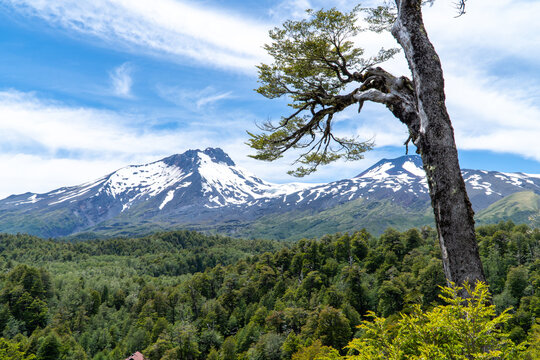 Mocho Choshuenco National Reserve in southern Chile.